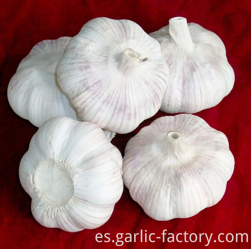 Normal White Garlic Purple Garlic Price 